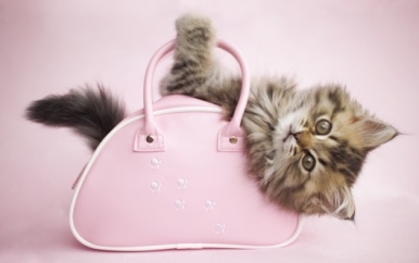 Kitty with Pocketbook