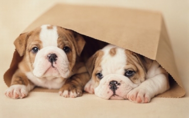 Bulldog Puppies