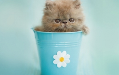 Kitty in a Flower Pot