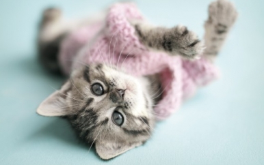 Kitty in a Sweater