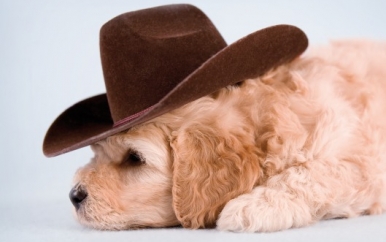 Cowboy Puppy