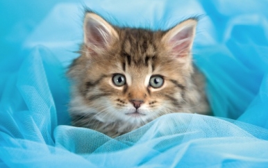 Kitty Under Blanket