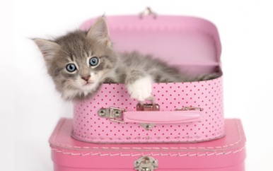 Kitty in Pink Luggage