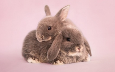 Bunnies