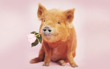 Piglet with Flower