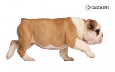 English Bulldog