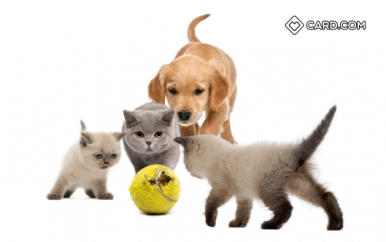Golden Retriever Design Card Com Visa Prepaid Card Card Com