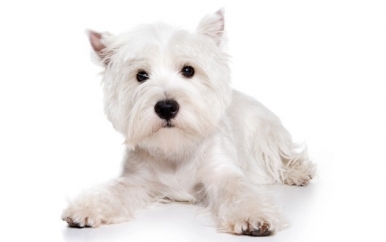 West Highland White Terrier