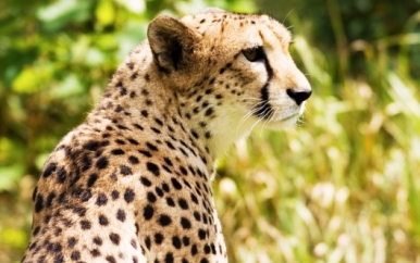 Cheetah