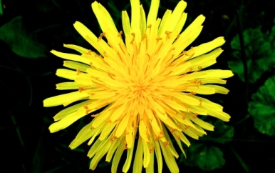 Dandelions