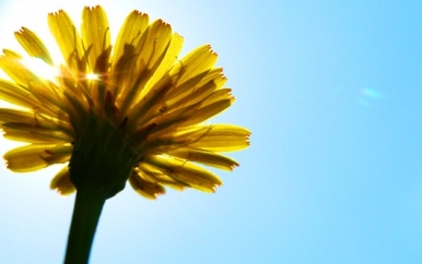 Dandelions