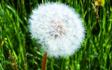 Dandelions