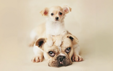 Bulldog and Chihuahua
