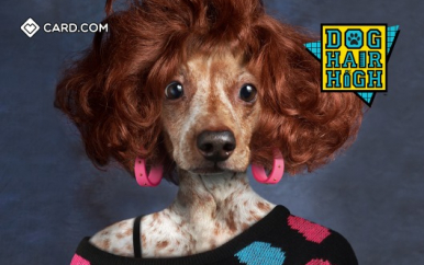 Dog Hair High