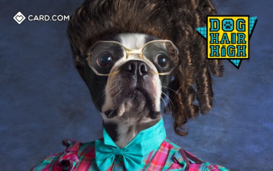 Dog Hair High