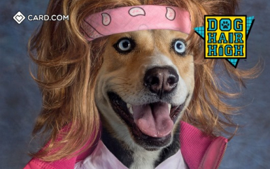 Dog Hair High