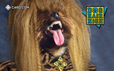 Dog Hair High