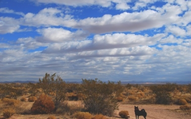 El Paso