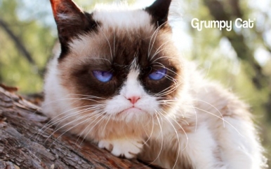 Grumpy Cat