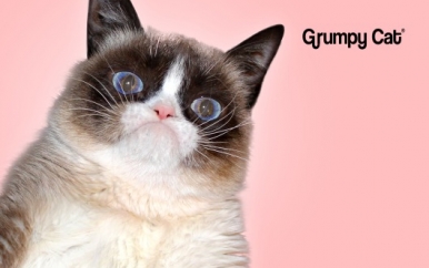 Grumpy Cat