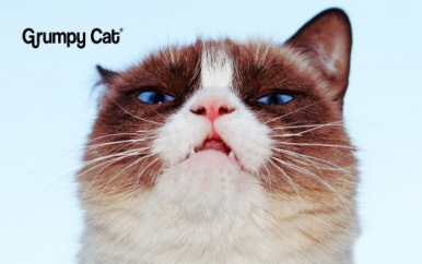 Grumpy Cat