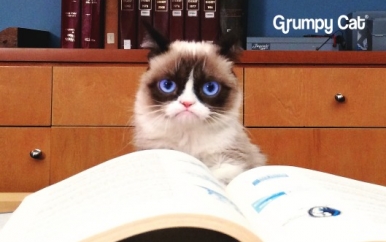 Grumpy Cat