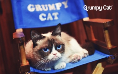 Grumpy Cat