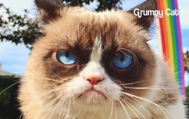 Grumpy Cat