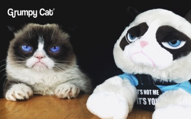 Grumpy Cat