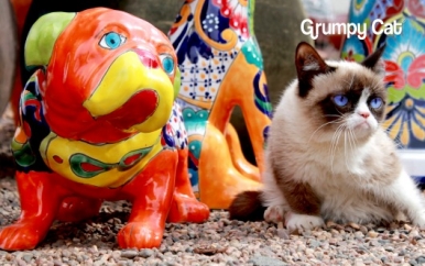 Grumpy Cat