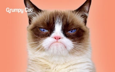 Grumpy Cat