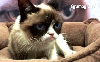 Grumpy Cat