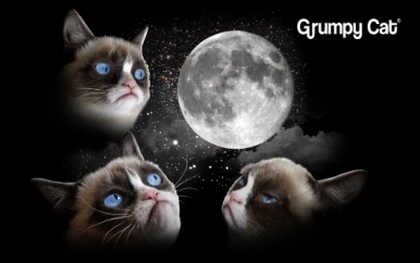 Grumpy Cat