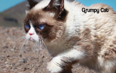 Grumpy Cat