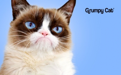 Grumpy Cat