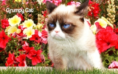 Grumpy Cat