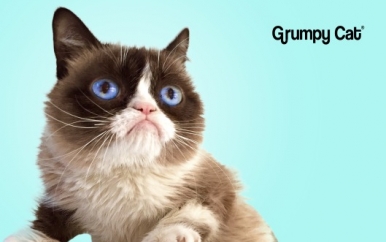 Grumpy Cat