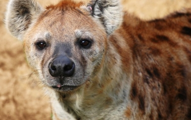 Hyena