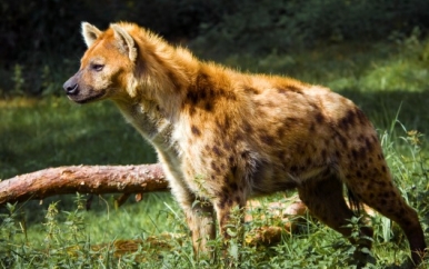 Hyena