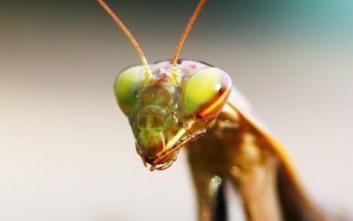 Insect