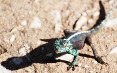 Lizard