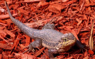 Lizard