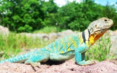 Lizard