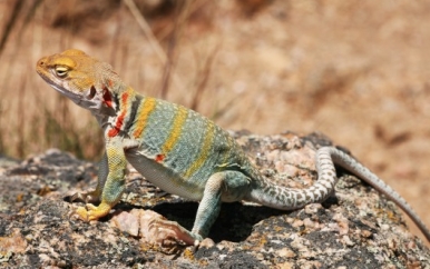 Lizard