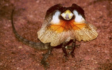 Lizard