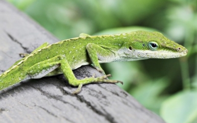 Lizard