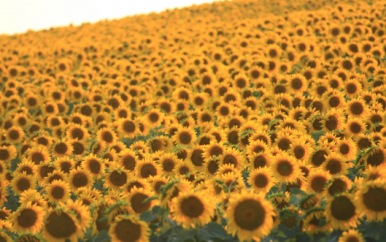 Sunflowers Design Card Com Prepaid Visa Card Card Com