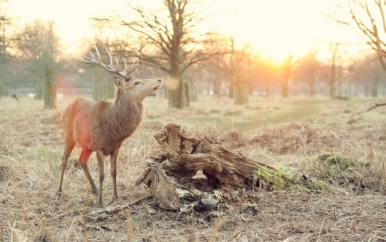 Elk