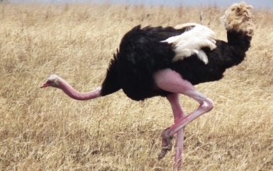 Ostrich