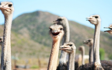 Ostrich